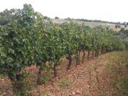 Terreno urbano in Vendita a Civitella Paganico