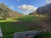 Terreno urbano in Vendita a Crispiano