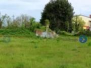 Terreno urbano in Vendita a Roverchiara