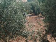 Terreno, Urra, Portalegre | BPI Expresso Imobiliário