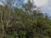 Terreno uso mixto, avenida Chacmool / Mixed use land