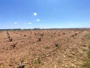 Terreno, Valdepeñas