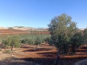 Terreno, Valdepeñas