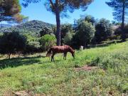 Terreno, Vallromanes