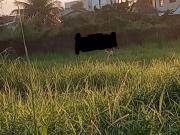 Terreno Venda Caraguatatuba SP Praia das Palmeiras