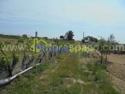 Terreno Venda em Castelo Branco