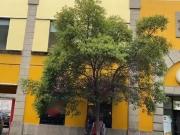 Terreno Venta Centro 1,430 m2 con 40 m de frente