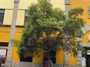 Terreno Venta Centro 1,430 m2 con 40 m de frente