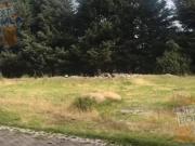 TERRENO VENTA XALPA ACOPILCO