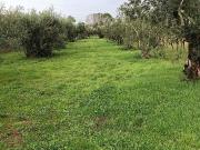 Terreno, Vilarinho do Bairro, Anadia | BPI Expresso...