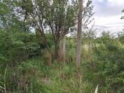 TERRENO VILLA ANISACATE