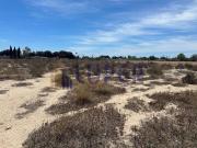 Terreno, Santa Faz, Alicante / Alacant