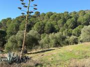 Terreno, Villaviciosa de Córdoba