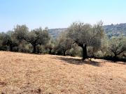 Terreno vista mare in via alcide de gasperi 0, Montesilvano