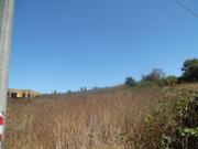 Terreno, vive en un entorno natural