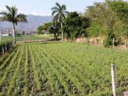 Terreno Yautepec Centro