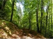 TERRENO ZONA MONTELAGUARDIA AD EURO 0,60 AL MQ