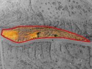 Terreno/Finca Rústica en venta en Adeje, Tenerife