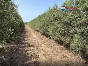 Terreno/Finca Rústica en venta en Alange, Badajoz
