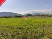 Terreno/Finca Rústica en venta en Alcúdia, Mallorca