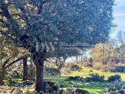 Terreno/Finca Rústica en venta en Alfarnate, Málaga
