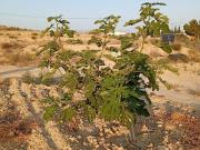 Terreno/Finca Rústica en venta en Alicante / Alacant,...