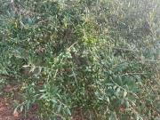 Terreno/Finca Rústica en venta en Cartagena, Murcia... Terreno/Finca Rústica en venta en Cartagena, Murcia...