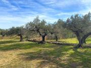 Terreno/Finca Rústica en venta en El Perelló, Tarragona...