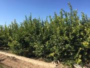 Terreno/Finca Rústica en venta en Llano de Brujas, Murcia