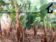 Terreno/Finca Rústica en venta en Los Silos, Tenerife