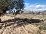 Terreno/Finca Rústica en venta en Orihuela, Alicante