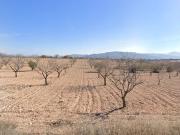 Terreno/Finca Rústica en venta en Pinoso, Alicante
