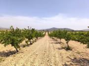 Terreno/Finca Rústica en venta en Pinoso, Alicante