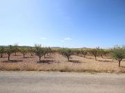 Terreno/Finca Rústica en venta en Pinoso, Alicante