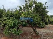 Terreno/Finca Rústica en venta en Sagunto / Sagunt,...