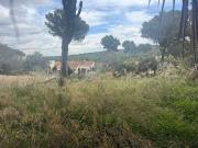 Terreno/Finca Rústica en venta en Santa Ponsa, Mallorca