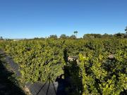 Terreno/Finca Rústica en venta en Valverde, Alicante...