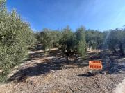Terreno/Finca Rústica en venta en Ventorros de San José,...