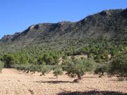 Terreno/Finca Rústica en venta en Yecla, Murcia
