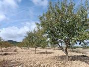 Terreno/Finca Rústica en venta en Yecla, Murcia