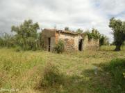 Terreno/Olival de 11.700 m2, com Casa para recuperar,...