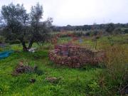 Terrenos Abrantes Abrantes DS87773007