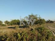 Terrenos Alcochete Alcochete DS87741765