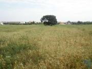 Terrenos Alcochete Alcochete DS94254412