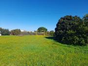 Terrenos Almeirim Almeirim DS98365292