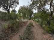 Terrenos Almodovar Beja DS67361136 Terrenos Almodovar Beja DS67361136
