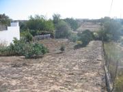 Terrenos Alpiarça Alpiarça DS97118574