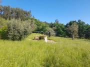 Terrenos Alvaiázere Alvaiázere DS87066178