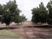 TERRENOS CAMPESTRE EN VENTA EN GOMEZ PALACIO DGO