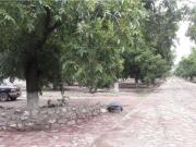 TERRENOS CAMPESTRE EN VENTA EN GOMEZ PALACIO DGO